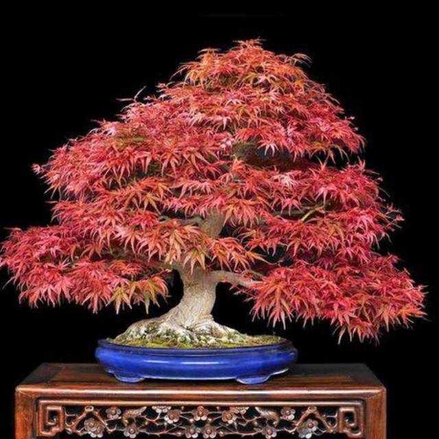 60pcs Japanese Maple Atropurpureum Acer Palmatum Bonsai Seeds Pure Bonsai