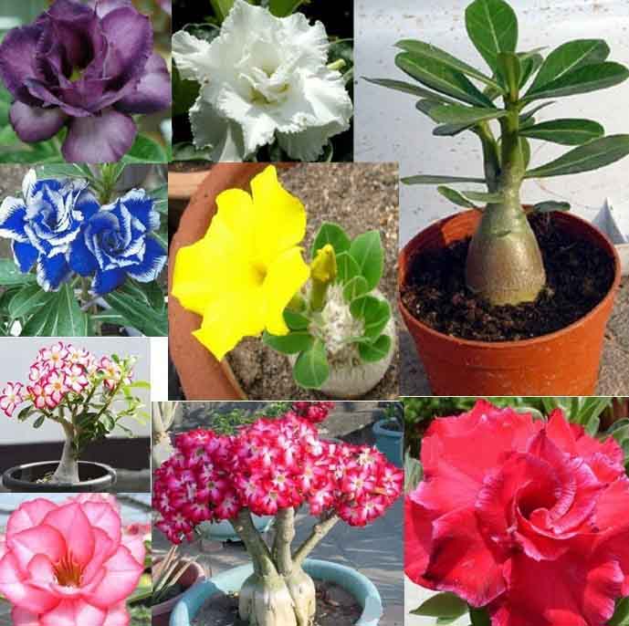 5 pcs desert rose adenium obesum flower bonsai “Ferocious lover” seeds #D038
