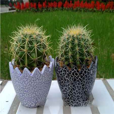 100pcs 10kinds mix Mini Cactus Echinocactus Seeds