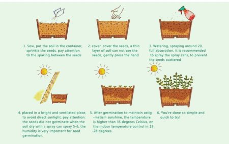 How to Grow Bonsai from Seeds - Pure Bonsai