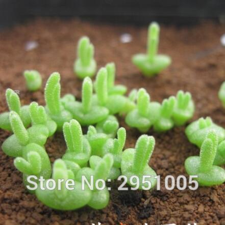 Small Rabbit Monilaria Obconica Seeds 10pcs