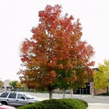 50pcs Northern American Sugar Maple Bonsai seeds Acer ...