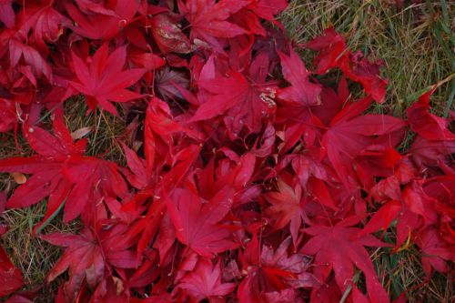 20pcs American Red Maple Tree Acer Rubrum Seeds