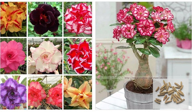 5 pcs desert rose adenium obesum flower bonsai “Ferocious lover” seeds #D038
