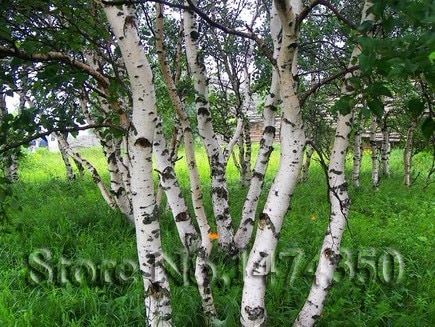 Silver White Betula Betulaceae Hardwood Birch Tree Seeds 30pcs