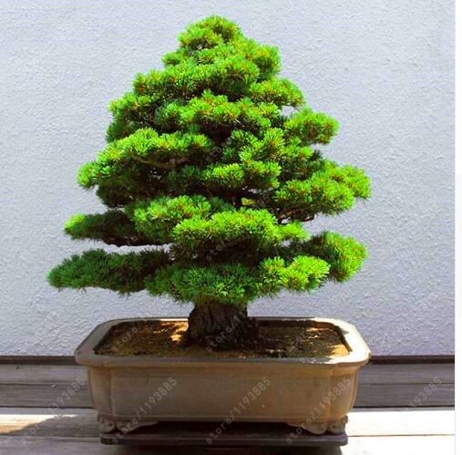 Sacred Japanese Bonsai Cedar Tree Seeds 100Pcs
