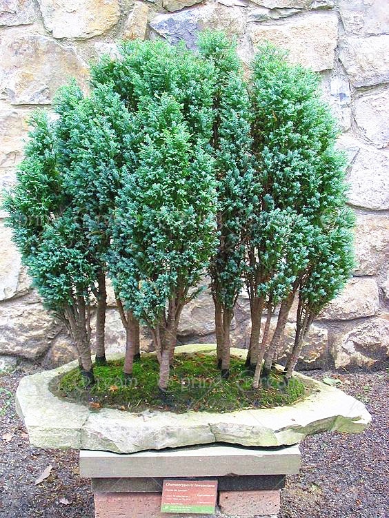 Rare Cypress Seeds Chamaecyparis Cupressus Tree 20pcs