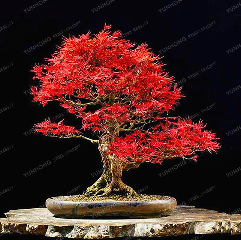 Rare Red Oak Quercus Alba Acorns Tree Seeds 10pcs