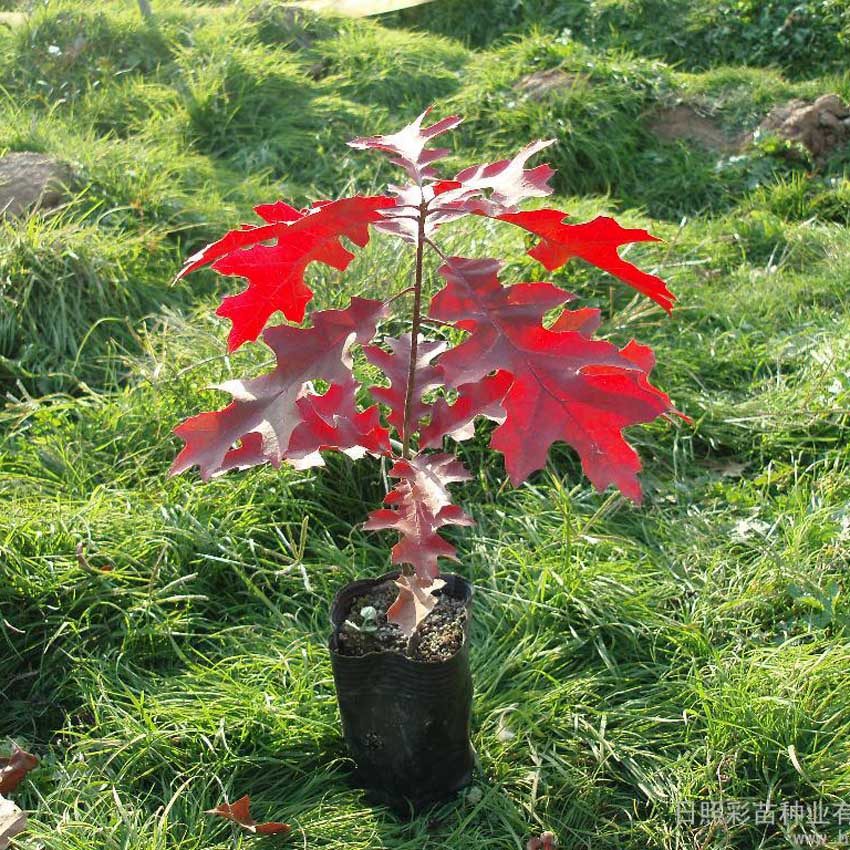 30pcs Red Oak Quercus Tree Bonsai Seeds Alba Acorns
