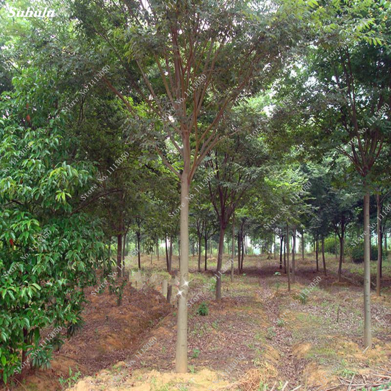 Hackberry Celtis Chinese Tree Seeds Heirloom Bonsai 50 Pcs