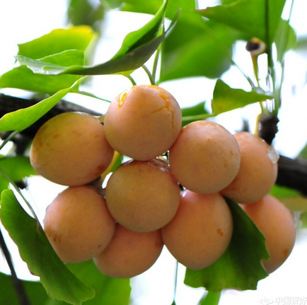 Ginkgo Biloba Maidenhair Bonsai Tree Seeds 10 Pcs