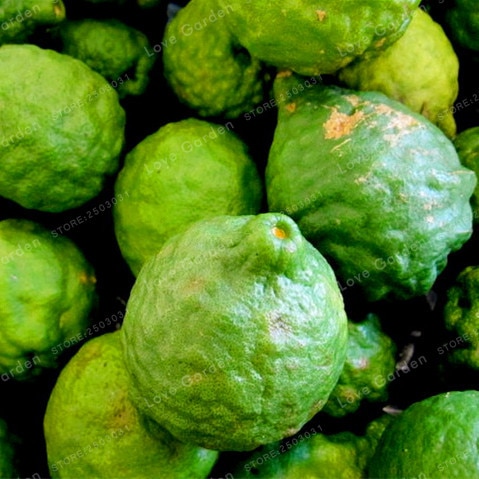 30Pcs Citrus Aurantifolia Key Lime Seeds