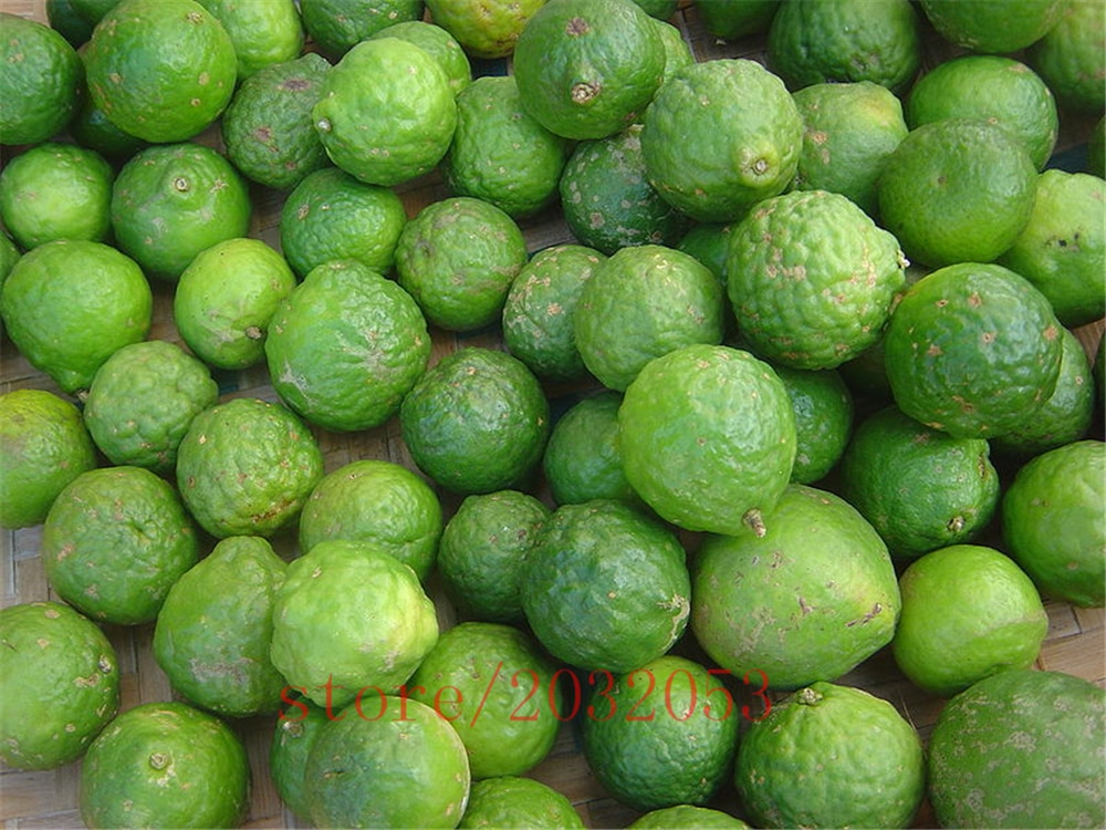 20Pcs Citrus Aurantifolia Key Lime Seeds