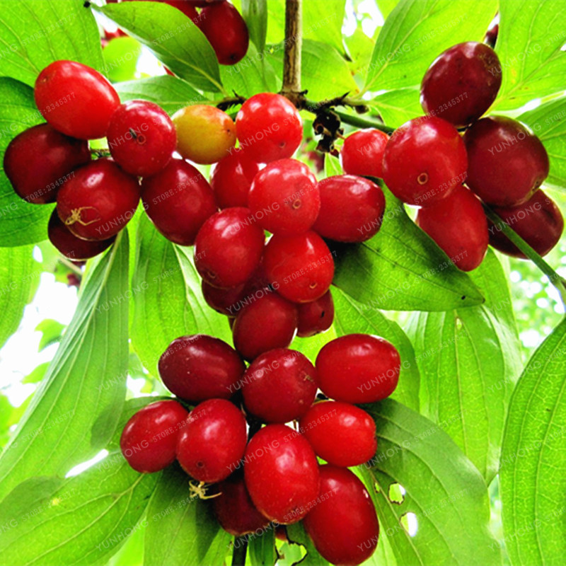 10Pcs Dogwood Cornelian Cherry Cornus Seeds