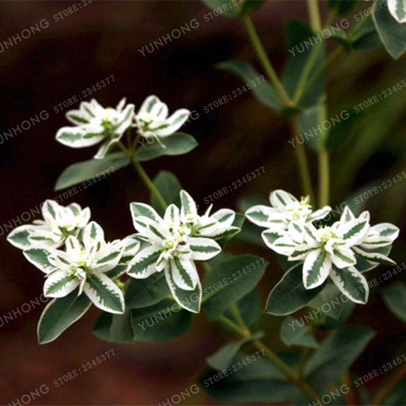 50Pcs Euphorbia Balsamifera Wolfsmilk Seeds