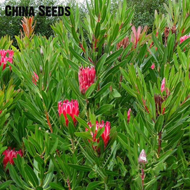 50Pcs Rare Pink Protea Neriifolia Willow Leaved Fig Seeds