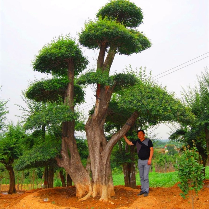 50Pcs Ash Fraxinus Tree Seeds - Pure Bonsai