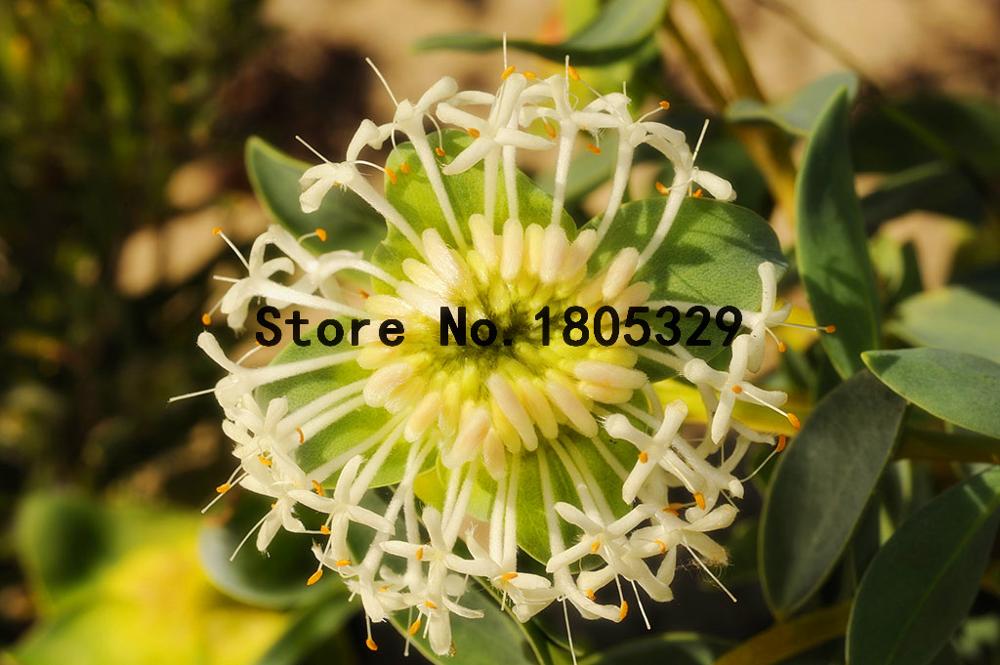 100pcs Rare Australian Grevillea Robusta Silver Oak Seeds