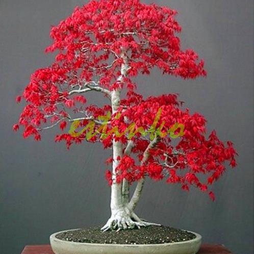 Red Japanese Maple Seeds 10pcs