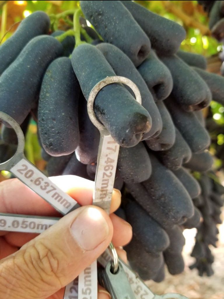 20pcs Sweet Sapphire Grapes Seeds Pure Bonsai