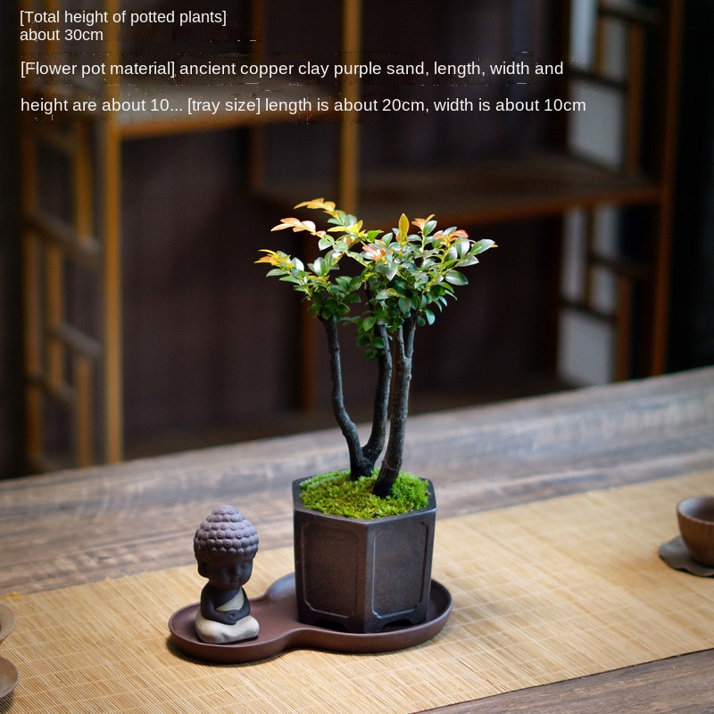 Chinese Zen Bonsai Black Bone Tea Pterocarpus Santalinus Moss Purple Sand Bonsai Desk Tea Desktop Bonsai Greenery Flower