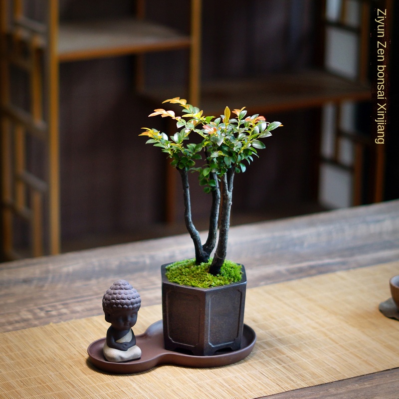 Chinese Zen Bonsai Black Bone Tea Pterocarpus Santalinus Moss Purple Sand Bonsai Desk Tea Desktop Bonsai Greenery Flower
