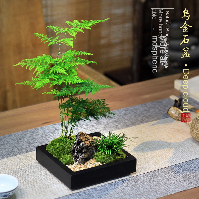 Asparagus Fern Potted Modeling Indoor Office Tea Table Desktop Moss Decoration Japanese Chinese Bamboo Small Bonsai Plant
