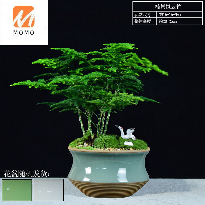 Yunzhu Bonsai Asparagus Fern Bonsai Indoor Chinese Home Living Room Office Desktop Plant Four Seasons Evergreen Green Plant