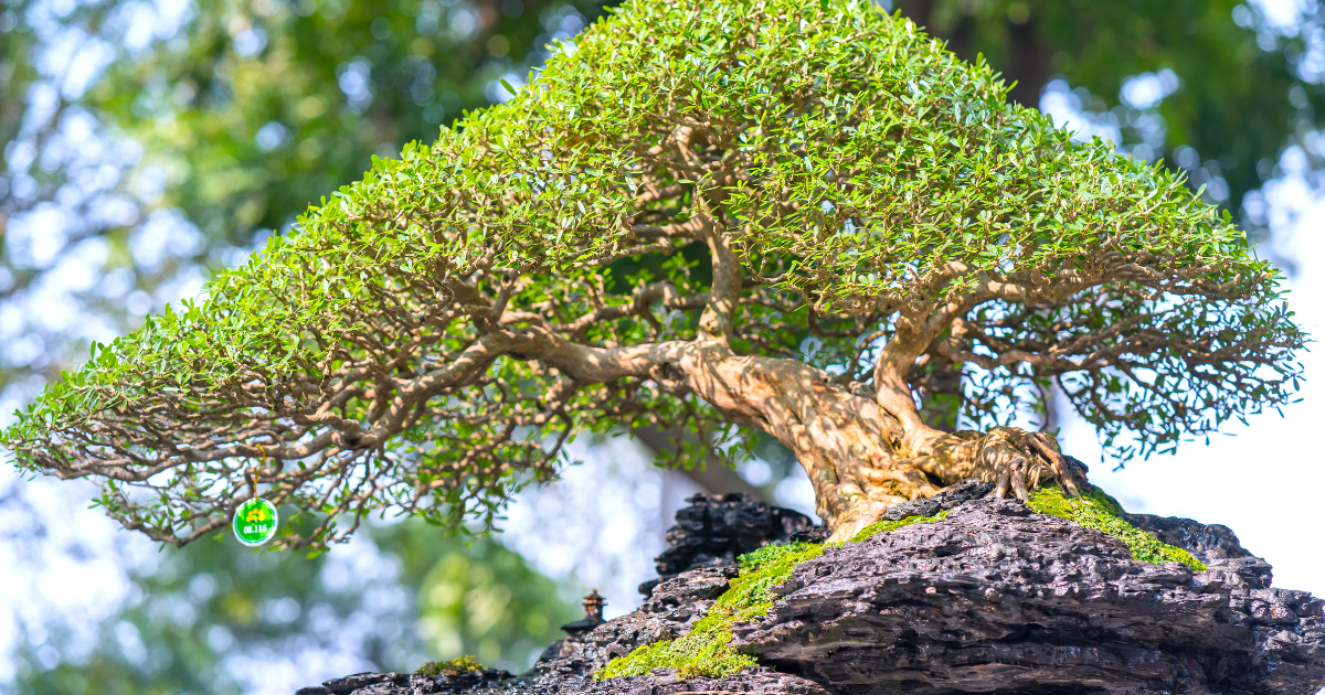 History of Bonsai Trees Pure Bonsai