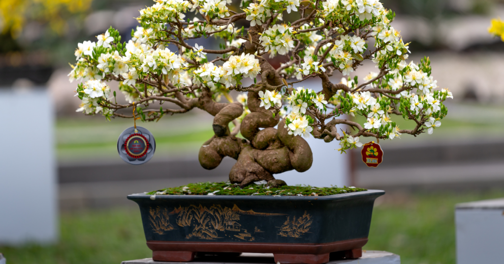 bonsai tree with white flowers 
