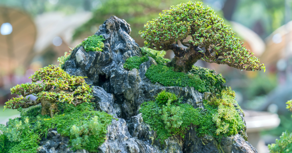 A bonsai tree grown on a rock with moss as decoration