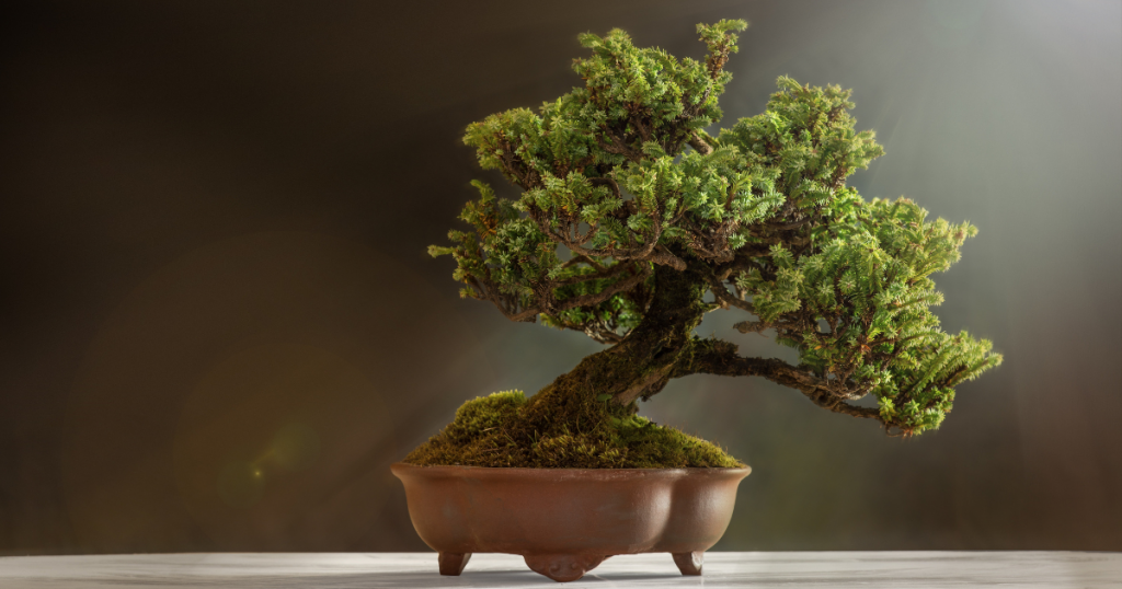 A bonsai tree in a pot
