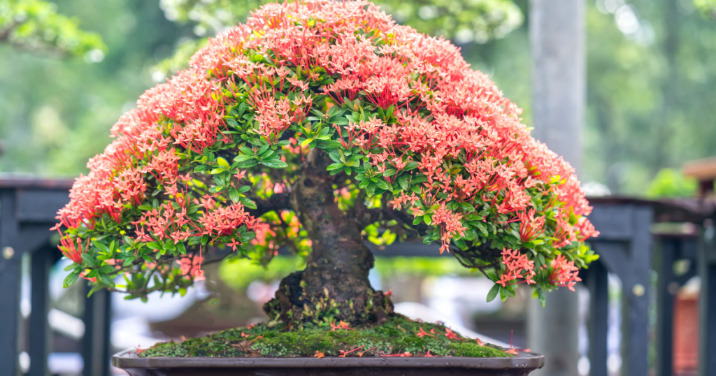 Bonsai tree with orange flowers

