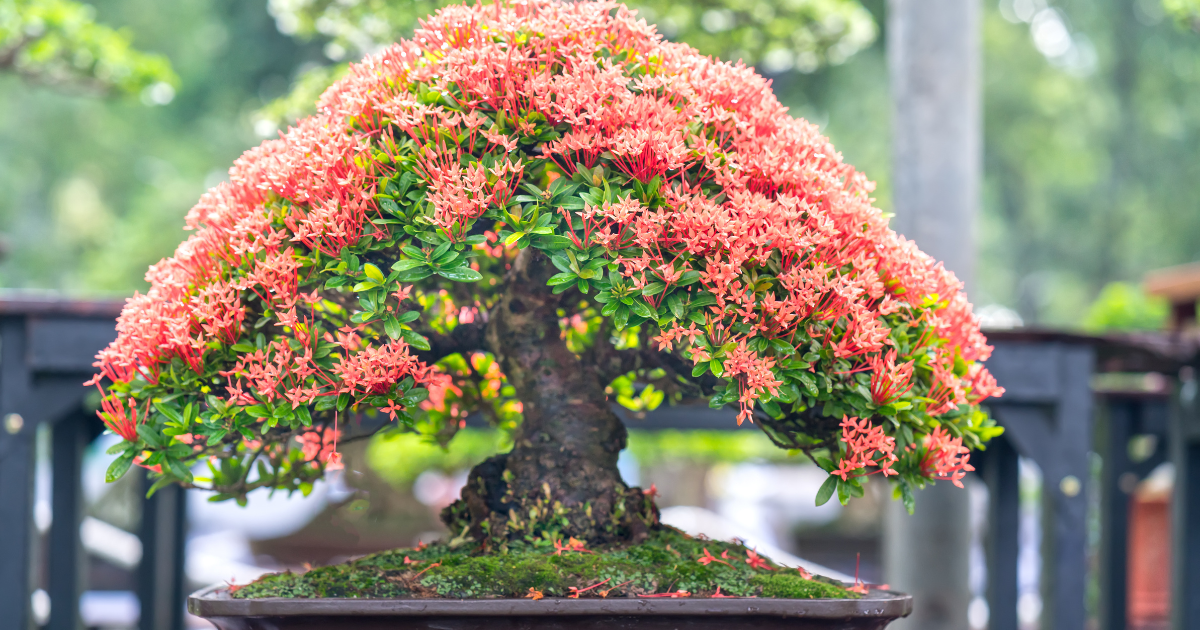 How to Start Growing a Bonsai Tree Pure Bonsai