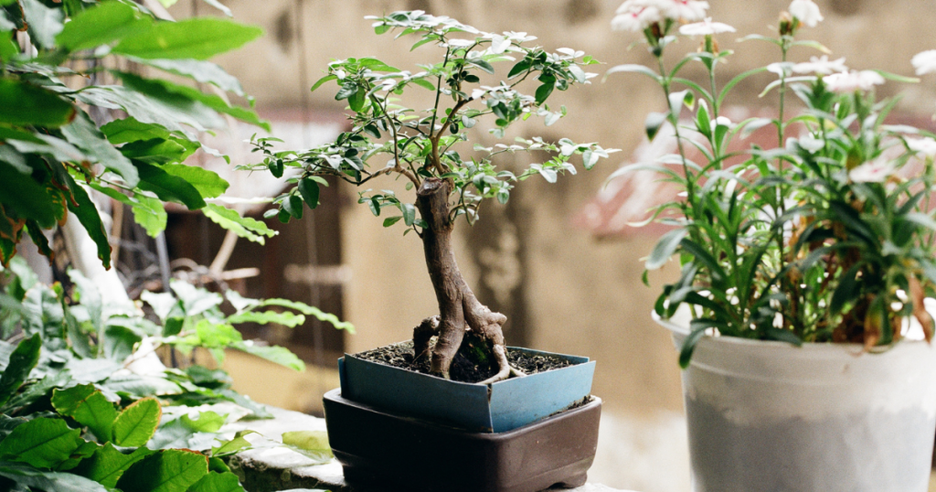 a small bonsai plant in a pot