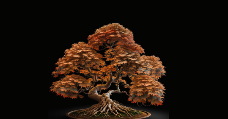 Maple bonsai trees species