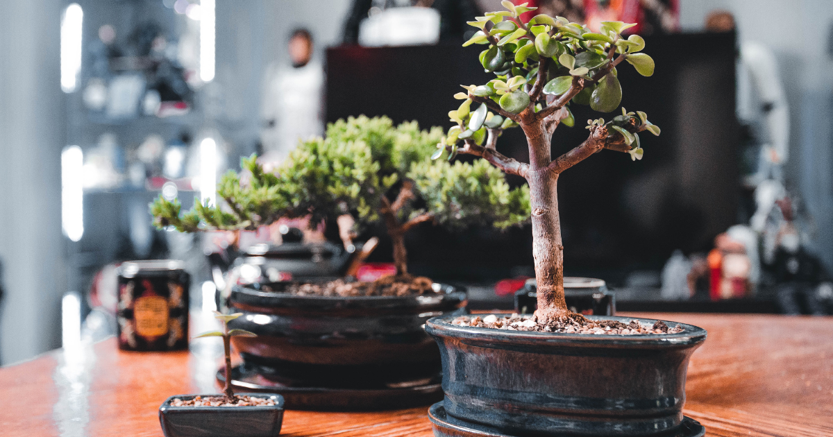 Bonsai Tree - Incorporate Into Your Home Decor