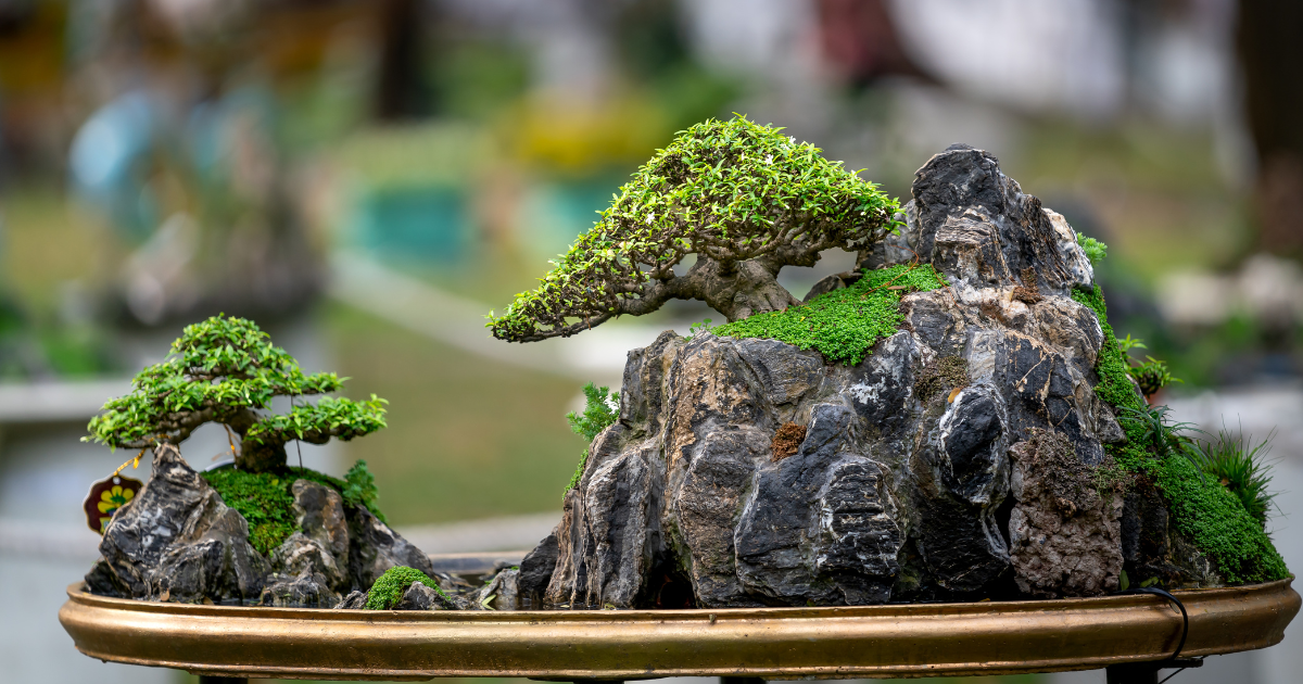 The Basics of Growing a Bonsai Tree Pure Bonsai