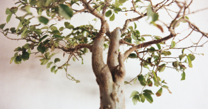 tree from bonsai seed