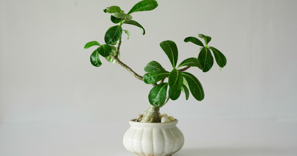 growing a bonsai tree in a pot