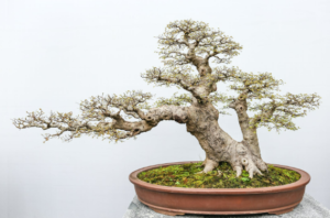 Get Inspired with Bonsai Tree Decor Ideas