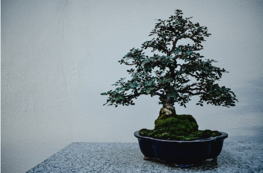 What You Need to Know About Growing Bonsai Trees