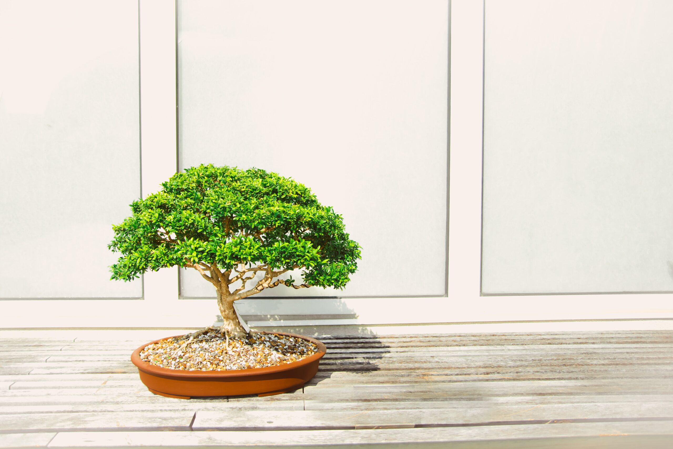 Learn About the Different Bonsai Seed Species