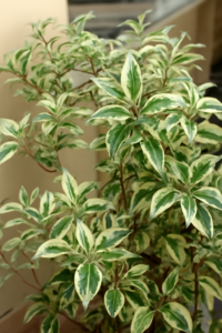 20Pcs Ficus Benjamina Weeping Fig Tree Seeds