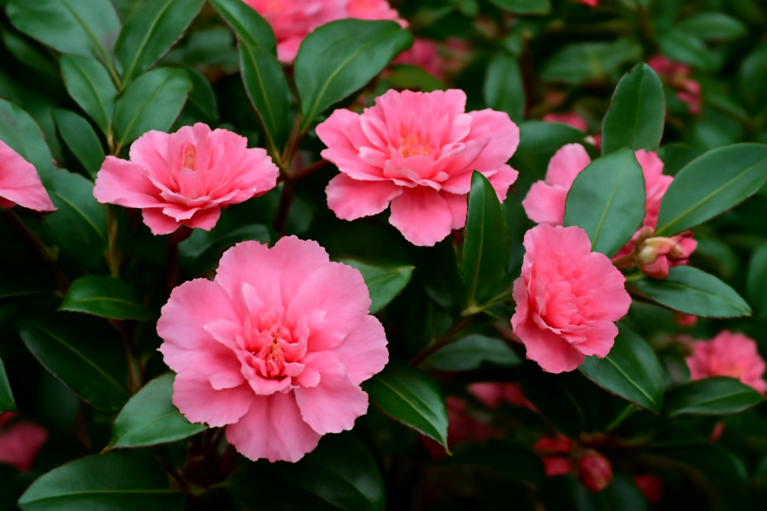 Camellia Seeds