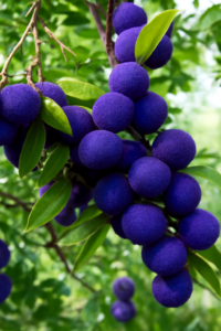 Myrica Rubra Chinese red Bayberry Strawberry Seeds Perennial Arbutus 20pcs